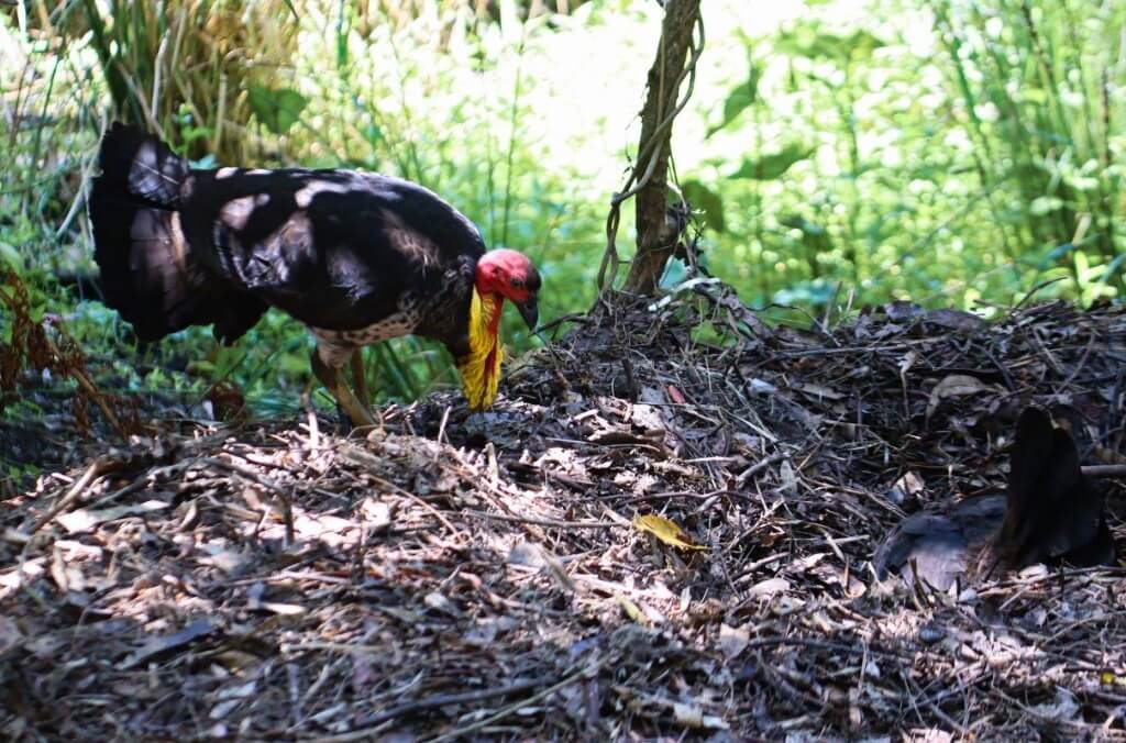 Australian Bush Turkey