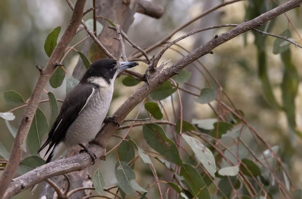 Grey Butcherbird