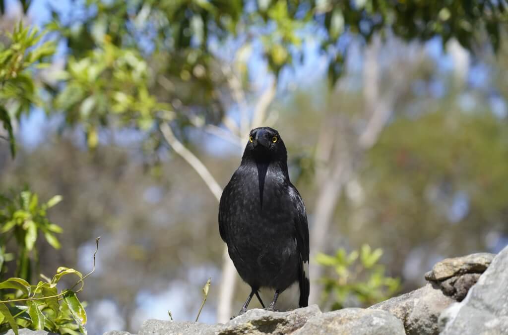 Pied Currawong