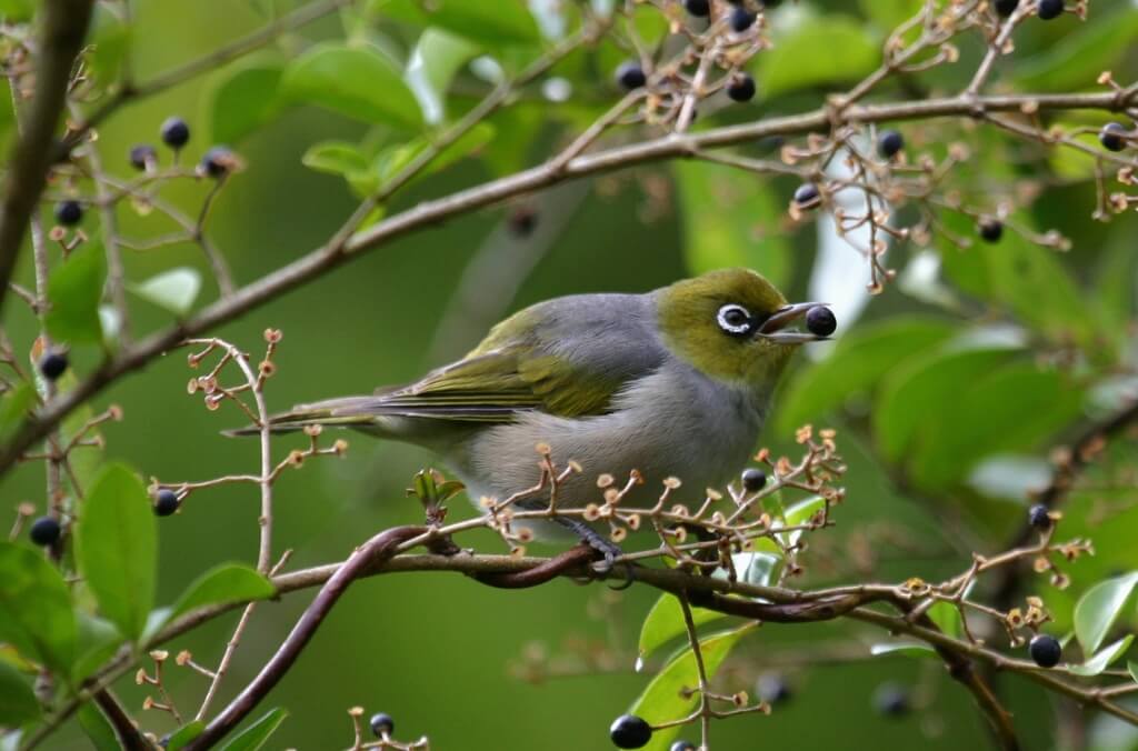 Silvereye