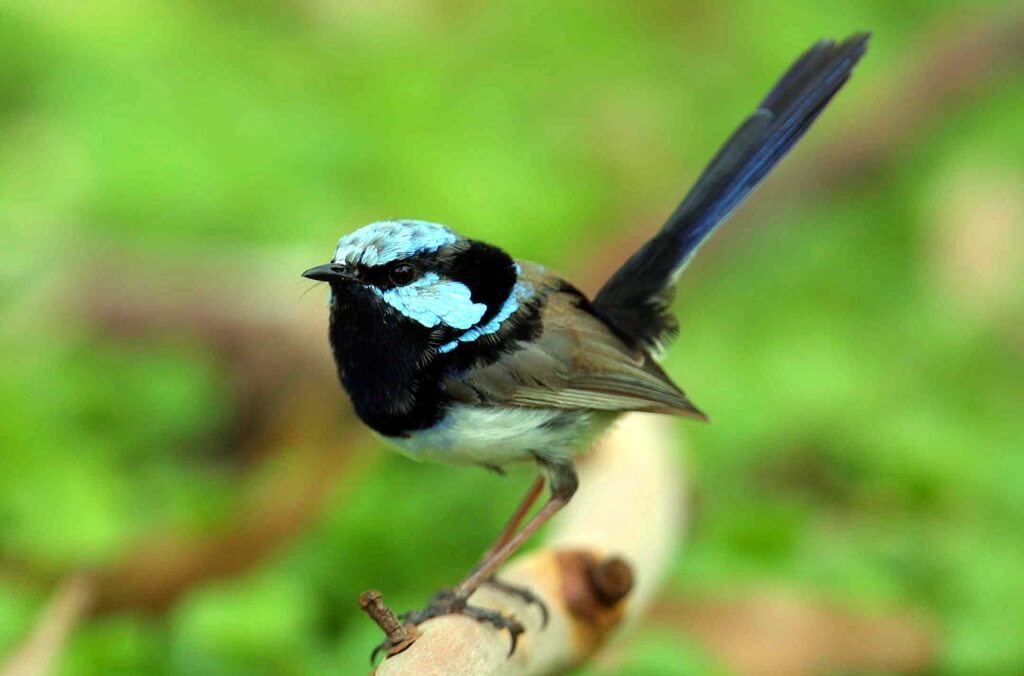 Superb Fairy-wren