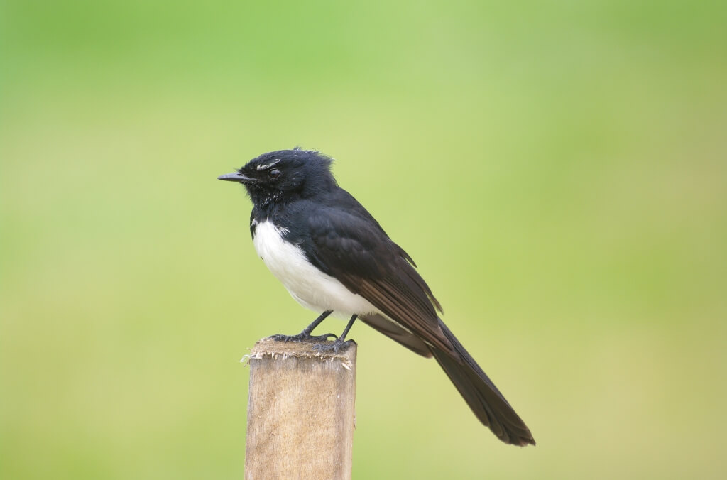 Willie Wagtail