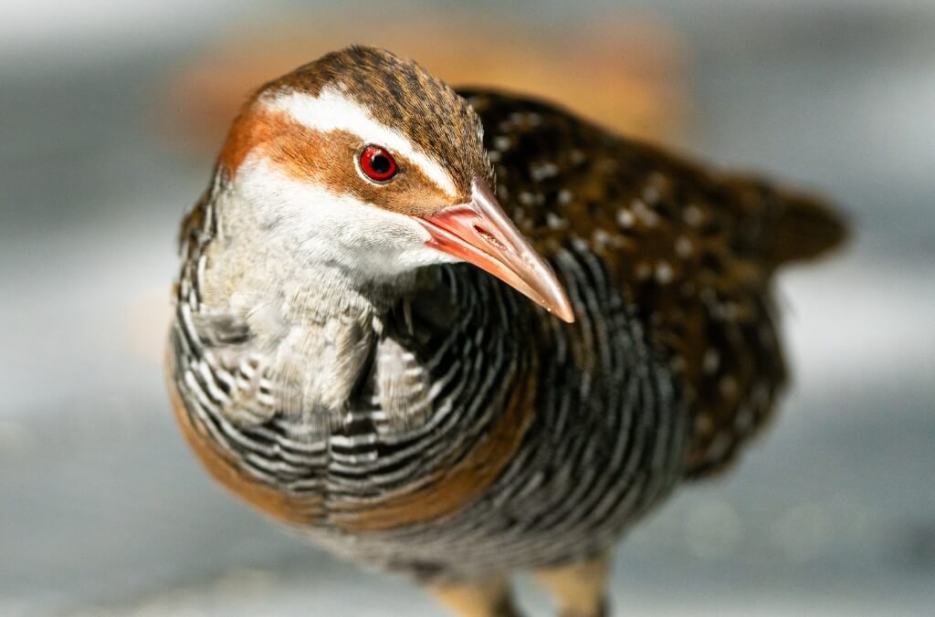 Buff-banded Rail