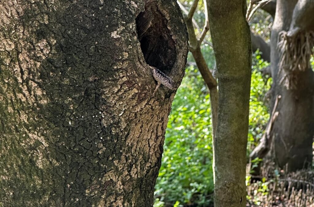 Hiding in Plain Sight