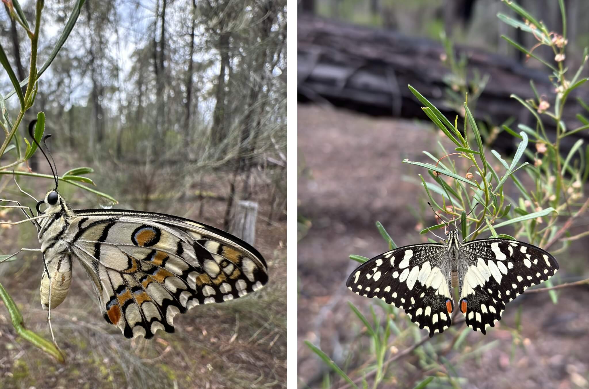 Close-up views of a Lime Swallowtail butterfly perched on native shrub branches, showing intricate cream, black and orange wing patterns in a woodland setting.