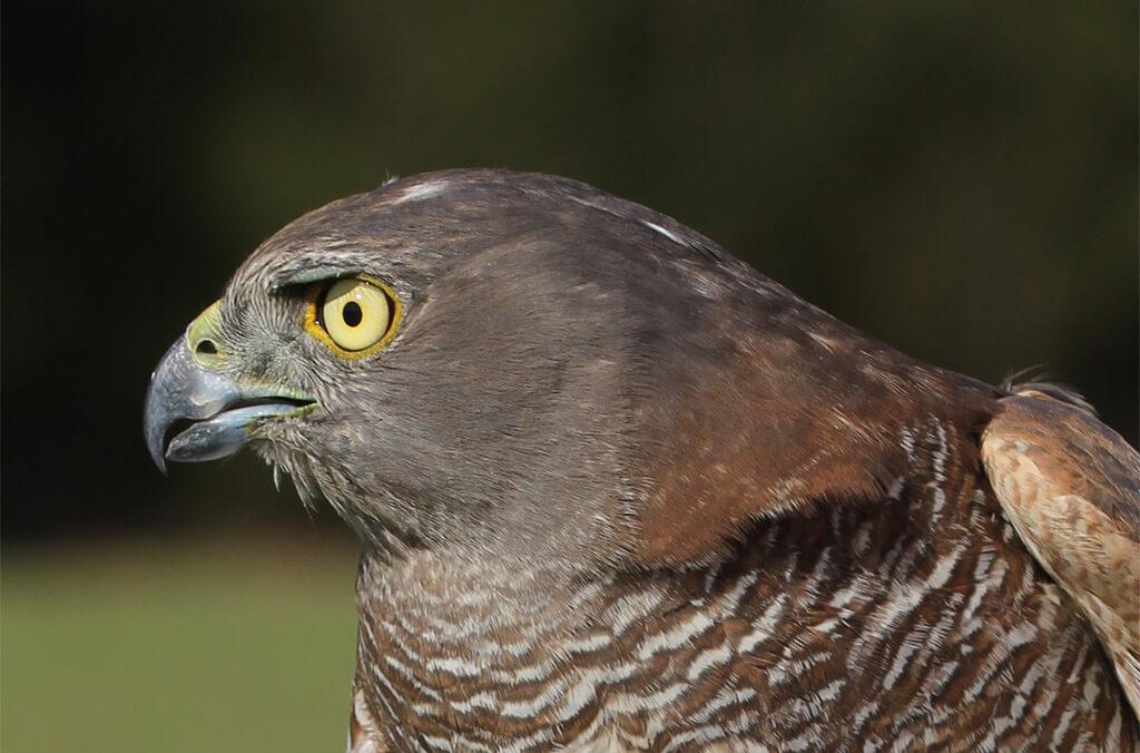 Brown Goshawk Head
