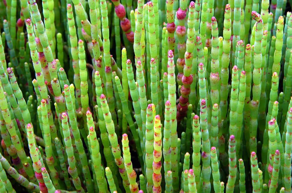 Coastal Saltmarsh