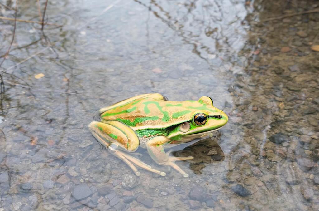 Green and Golden Bell Frog