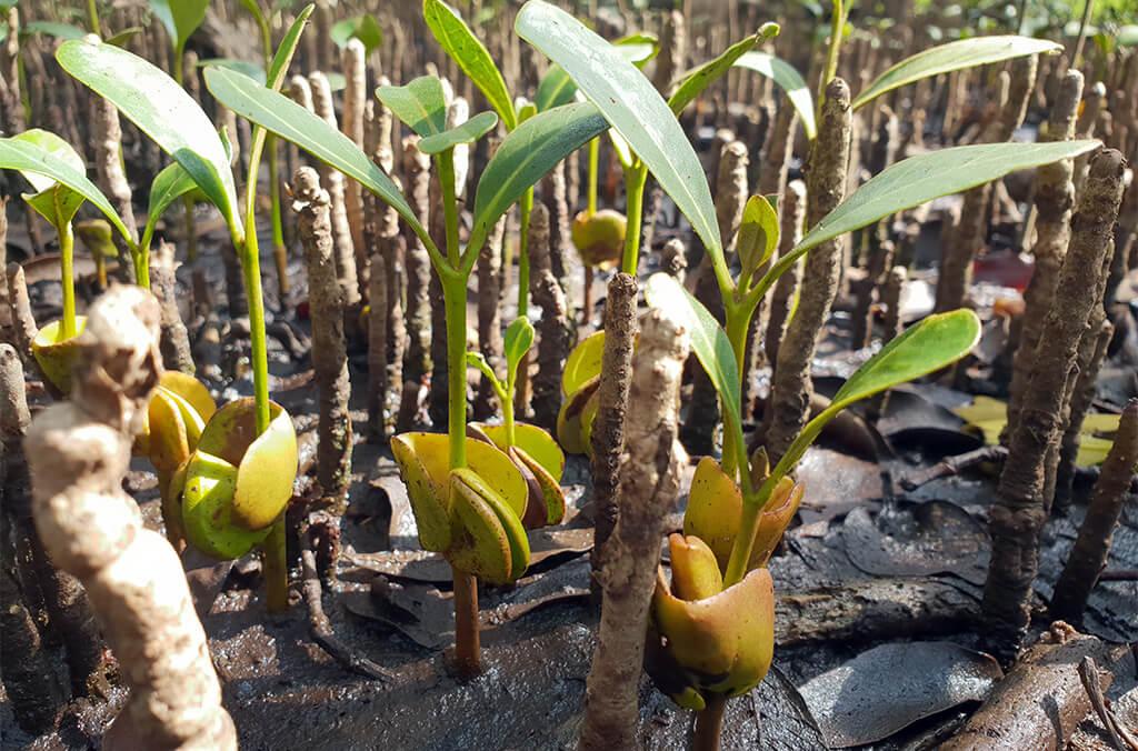 Mangrove Seedlings