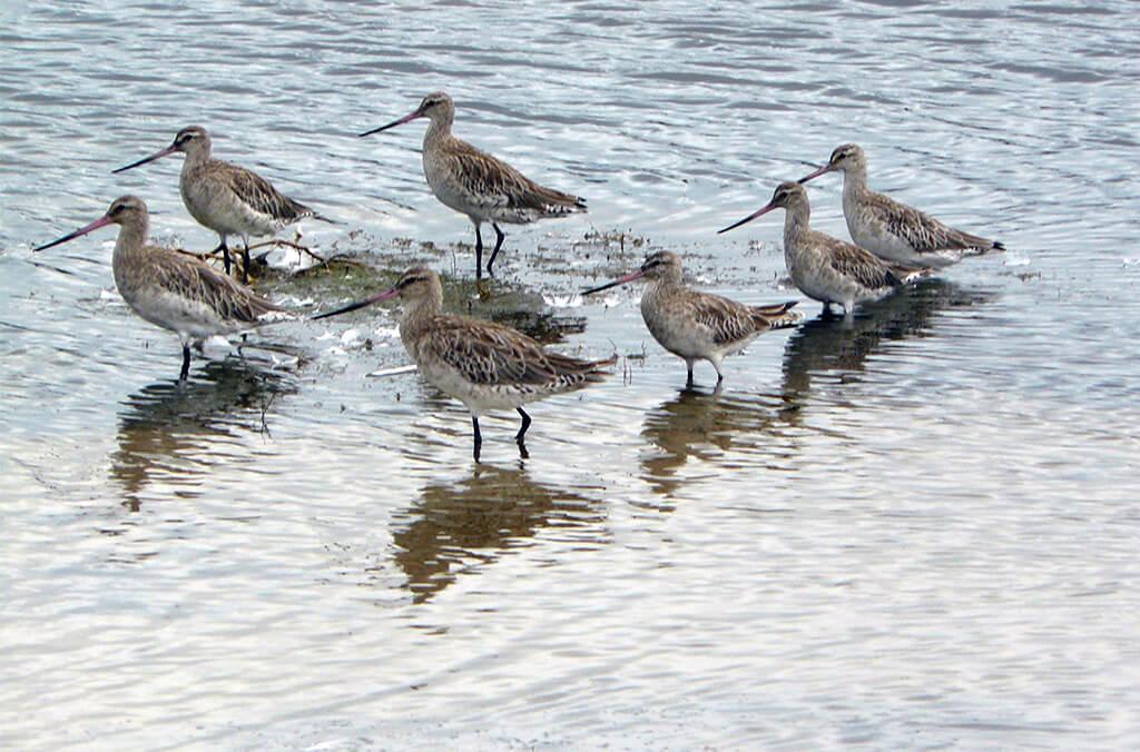 Migratory Shorebirds