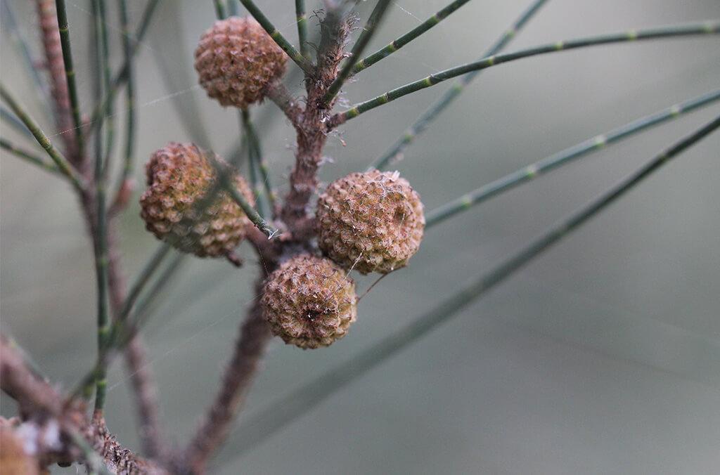 Swamp Oak
