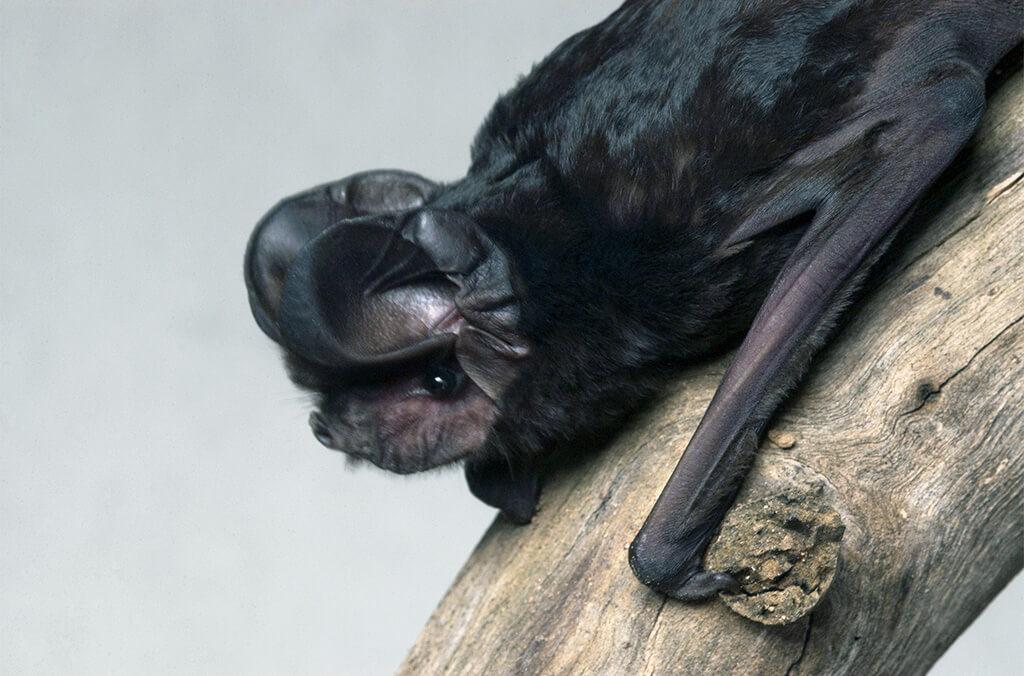 White Striped Free Tailed Bat