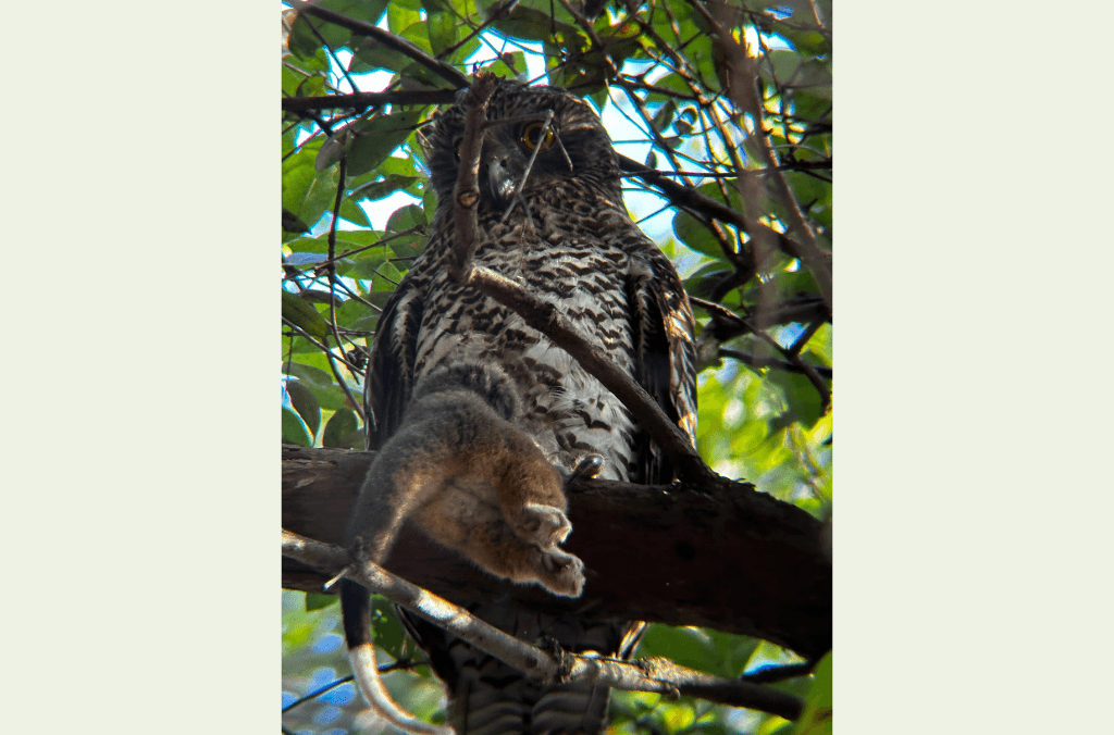A large owl perches among leafy branches.