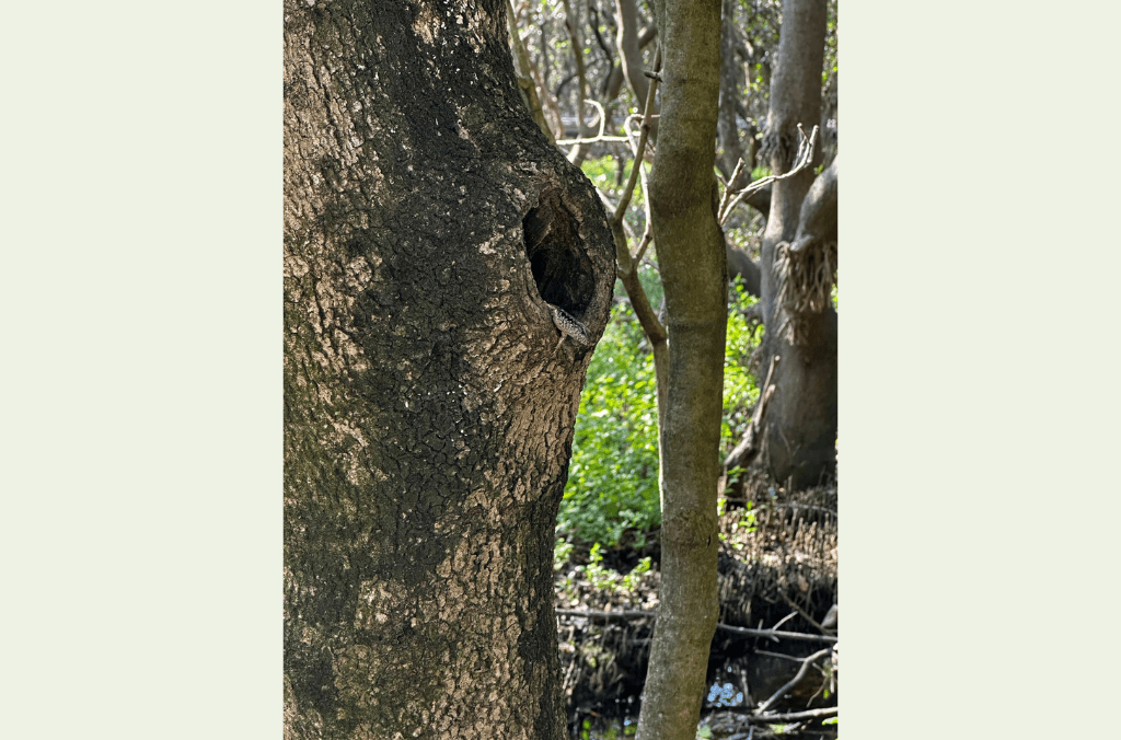 A sunlit tree trunk with a hollow opening, surrounded by green forest foliage.