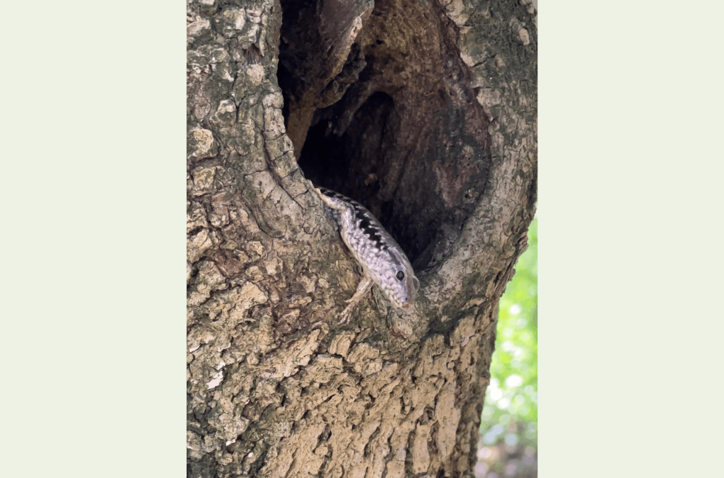 Close-up of a small lizard emerging from a hollow in a textured tree trunk, with its head and front legs visible.